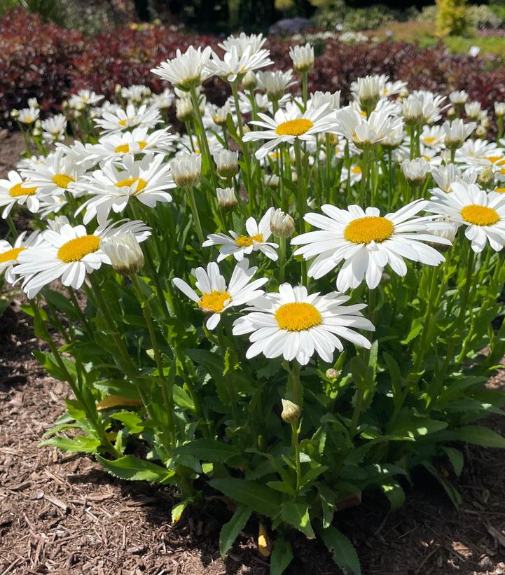 Ooh La™ Lagrande Shasta Daisy (Leucanthemum ooh la™ lagrande)