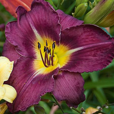 Bela Lugosi Daylily (Hemerocallis 'Bela Lugosi')