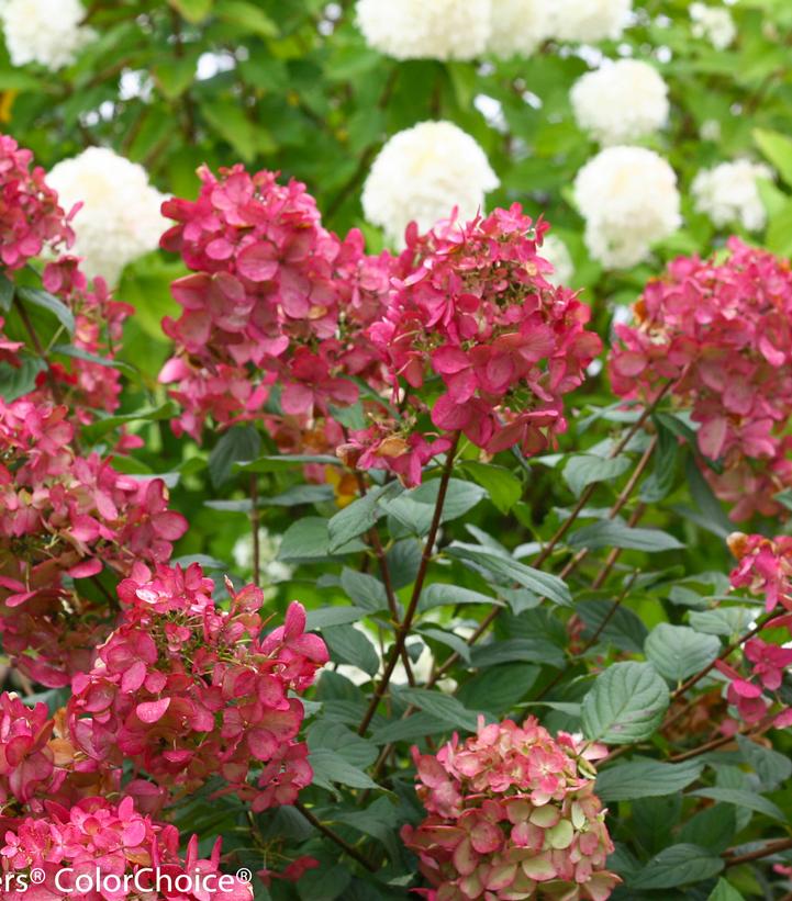 Fire Light® Panicle Hydrangea - photo 2