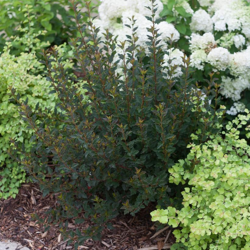 Tiny Wine® Ninebark (Physocarpus op. 'Tiny Wine')