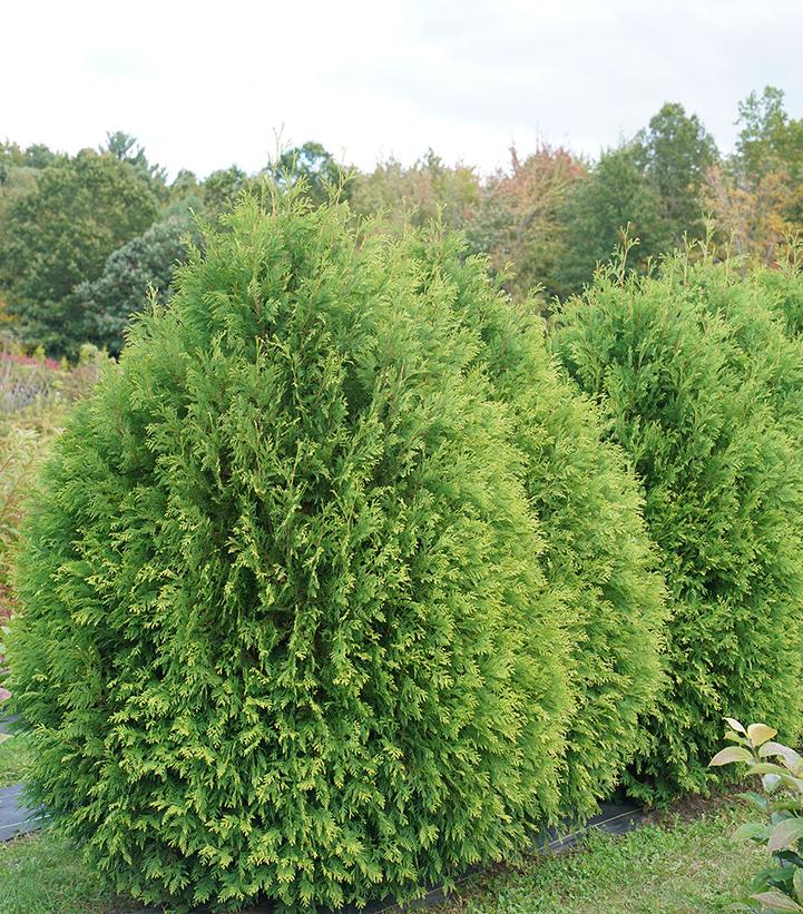 Cheer Drops® Arborvitae (Thuja occidentalis Cheer Drops®)