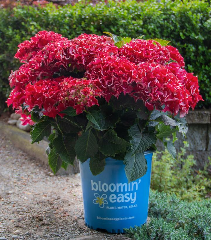 Frill Ride® Mophead Hydrangea (Hydrangea m 'Frill Ride')