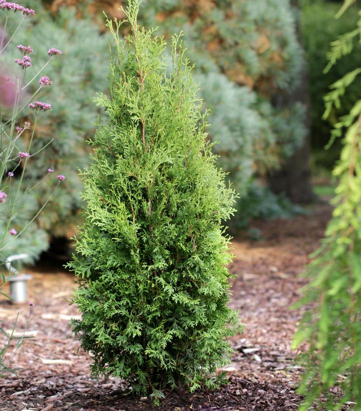Private Jet® Arborvitae (Thuja occidentalis Private Jet®)