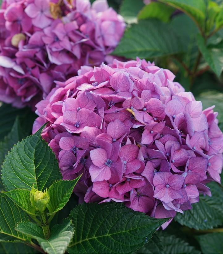 Let's Dance® Lovable Mophead Hydrangea (Hydrangea m l.d. 'Lovable')