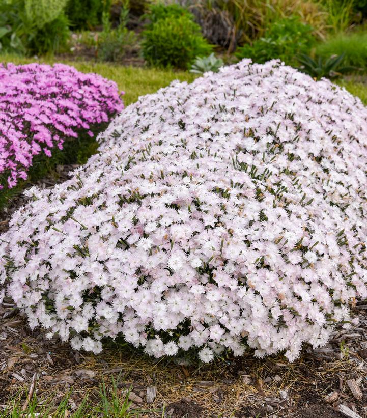 Frill Factor® Adrenaline Blush Dianthus (Dianthus Frill Factor® 'Adrenaline Blush')