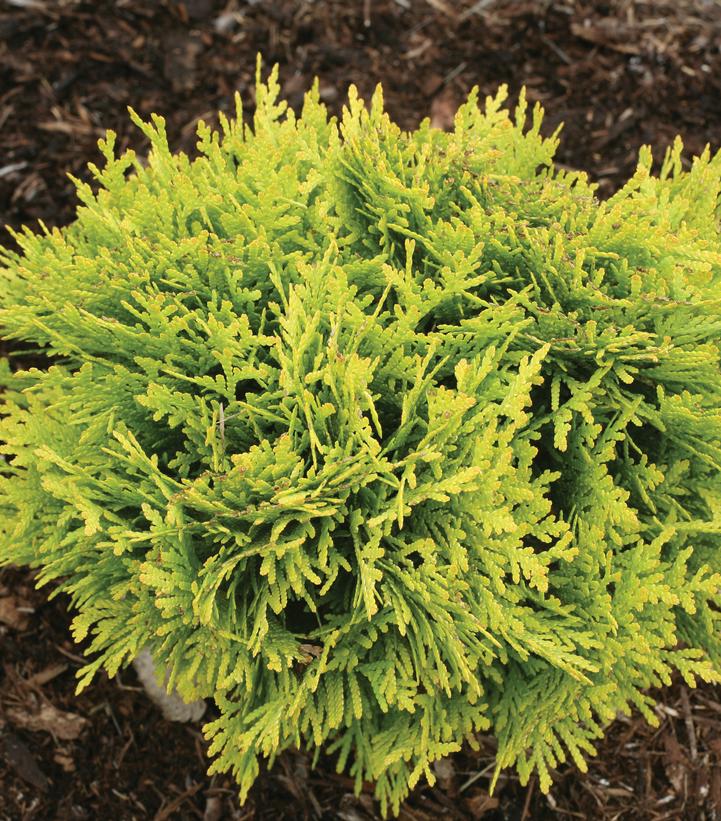 Anna's Magic Ball® Arborvitae (Thuja occidentalis Anna's Magic Ball®)