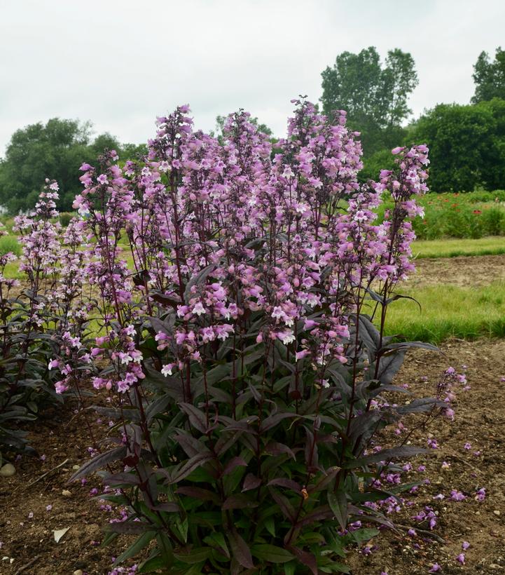 Midnight Masquerade Beardtongue (Penstemon 'Midnight Masquerade')