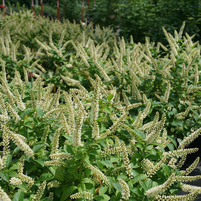 Fizzy Mizzy® Sweetspire (Itea virginica 'Fizzy Mizzy')