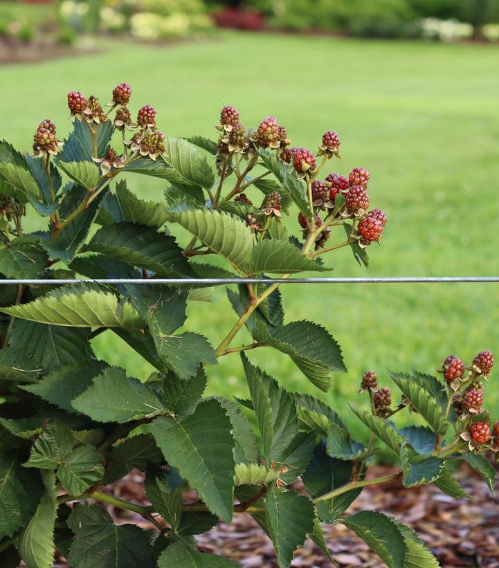 Taste of Heaven Thornless Blackberry (Rubus 'Taste of Heaven')