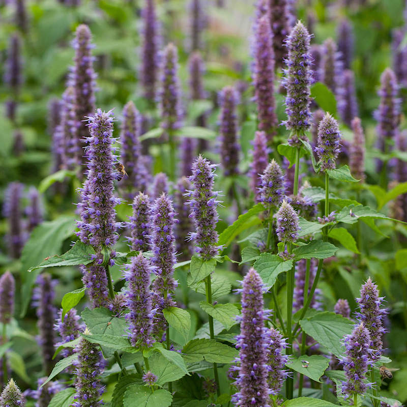Blue Giant Hyssop