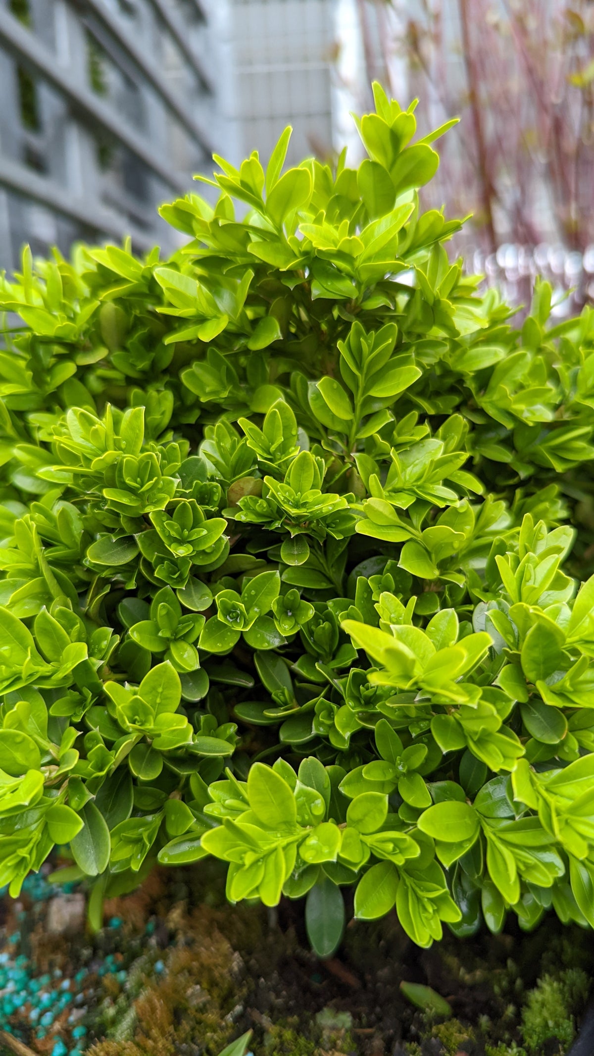 Tide Hill Boxwood (Buxus micro. 'Tide Hill')