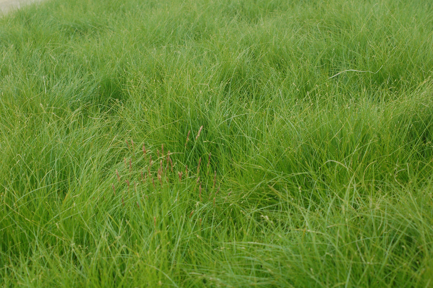 Appalachian Sedge