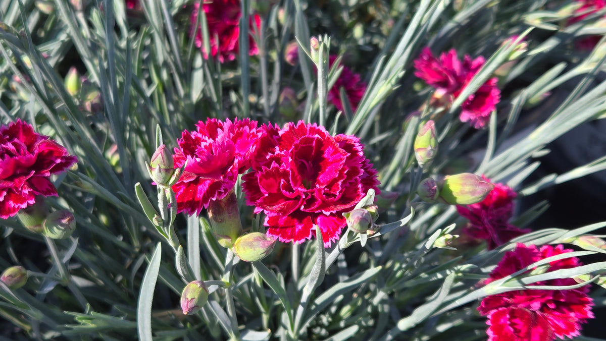 Black Cherry Frost Dianthus (Dianthus f.p. 'Black Cherry Frost')