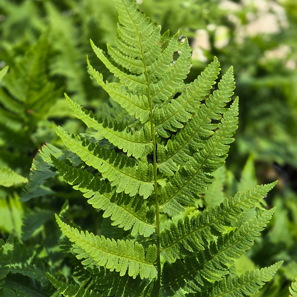 Goldie's Wood Fern (Dryopteris goldiana)