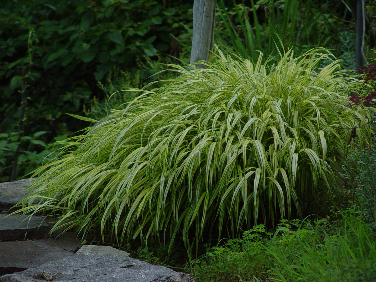 Aureola Japanese Forest Grass (Hakonechloa macra 'Aureola')