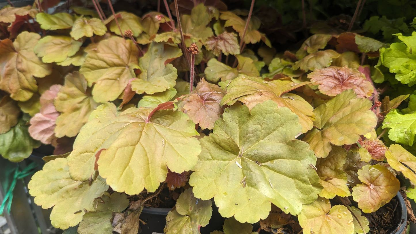 Apricot | Coral Bells