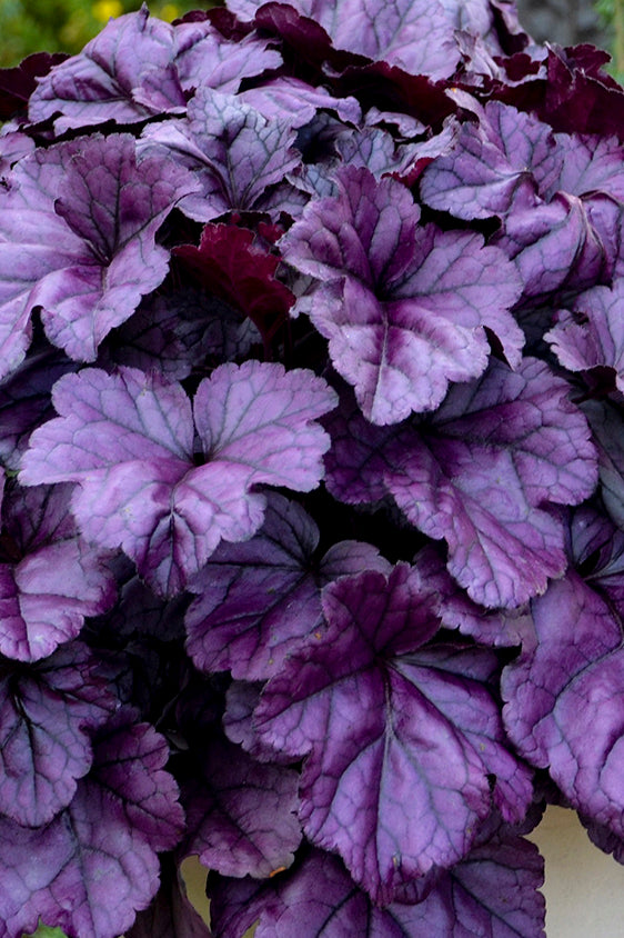 Dolce Wildberry | Coral Bells