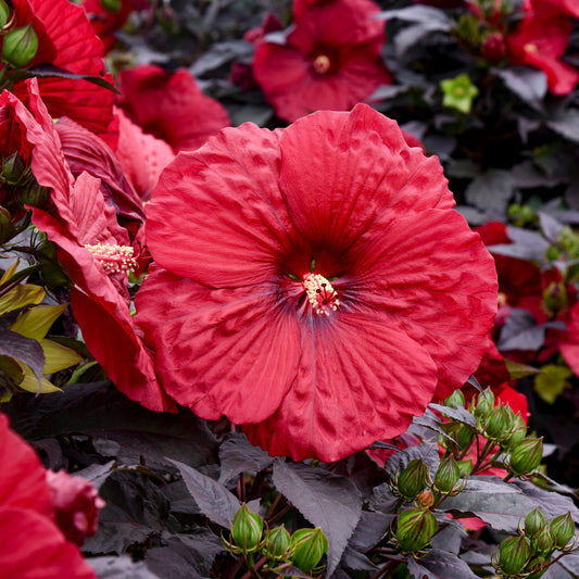 Summerific® Holy Grail Hardy Hibiscus - photo 2