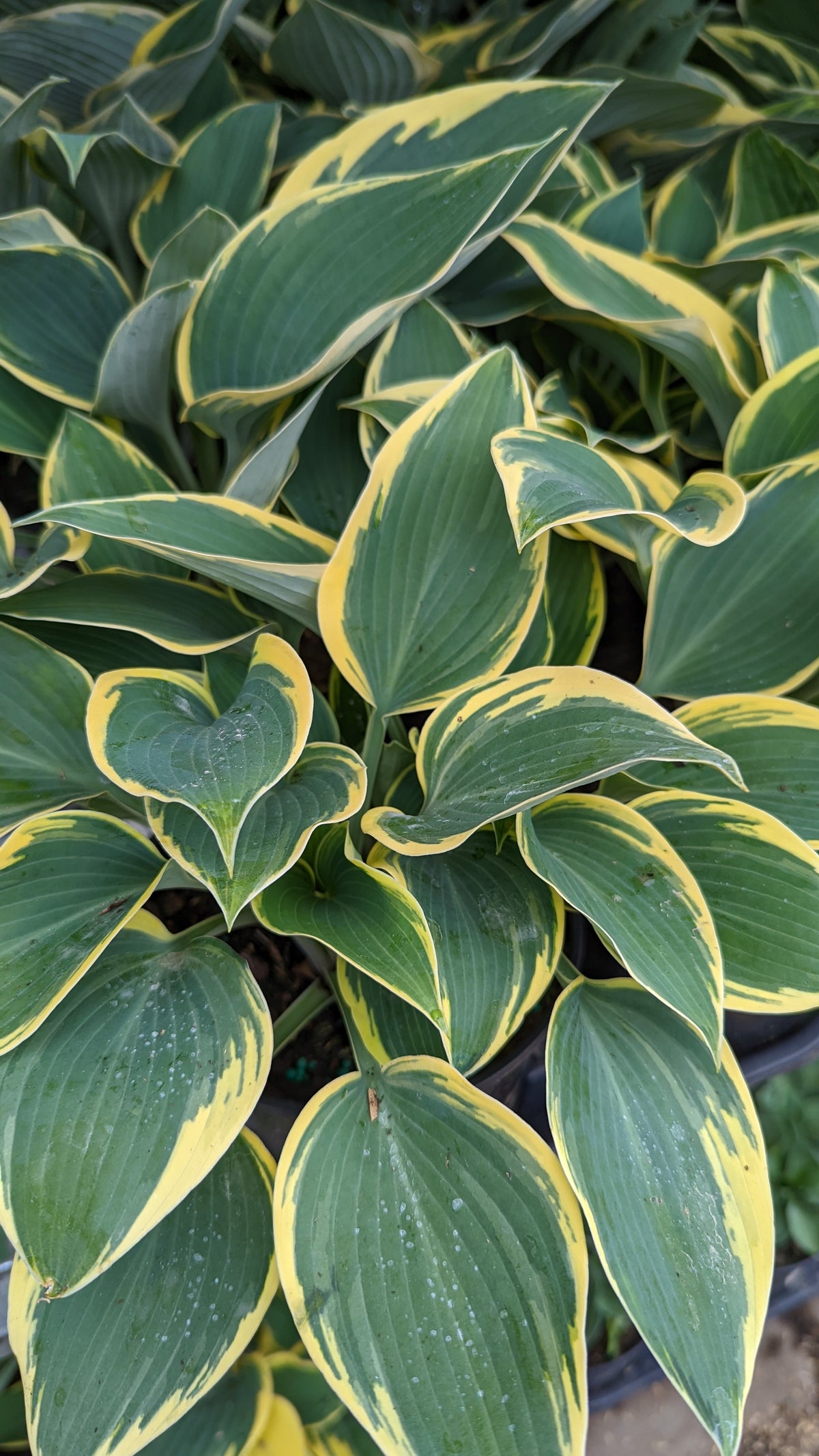 First Frost Hosta (Hosta 'First Frost')