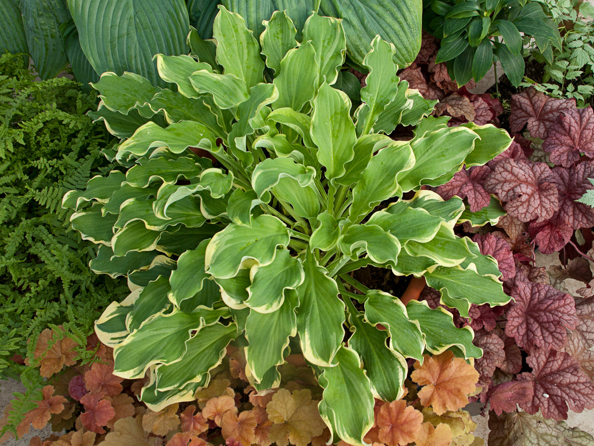 Shadowland® Wheee! Hosta (Hosta shadowland 'Wheee')