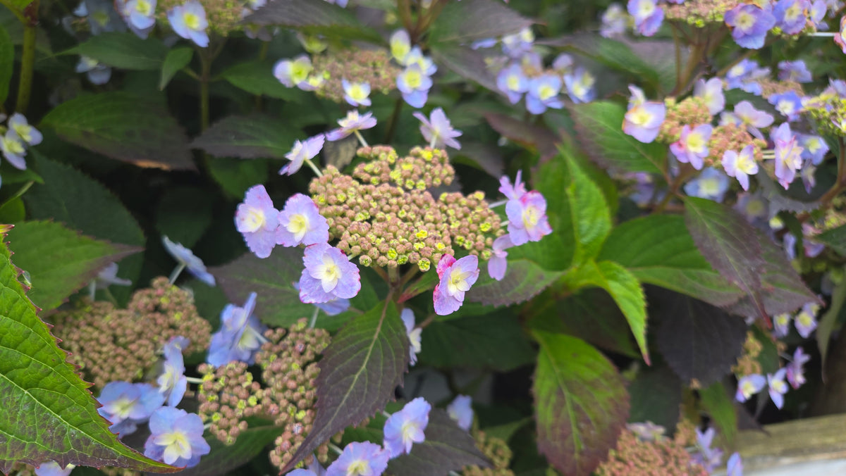 Tiny Tuff Stuff Hydrangea (Hydrangea m.s. 'Tiny Tuff Stuff')