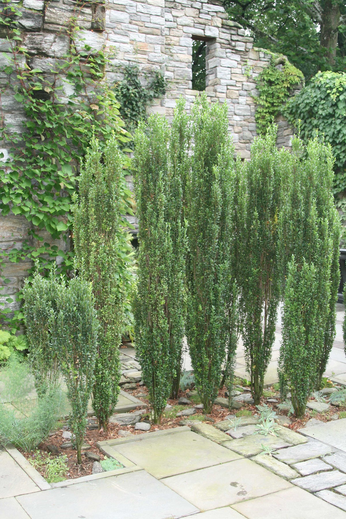 Sky Pencil Japanese Holly