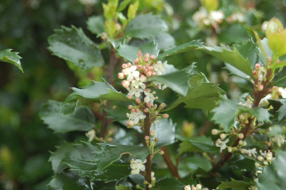 Blue Prince Holly (Ilex x meserveae 'Blue Prince')