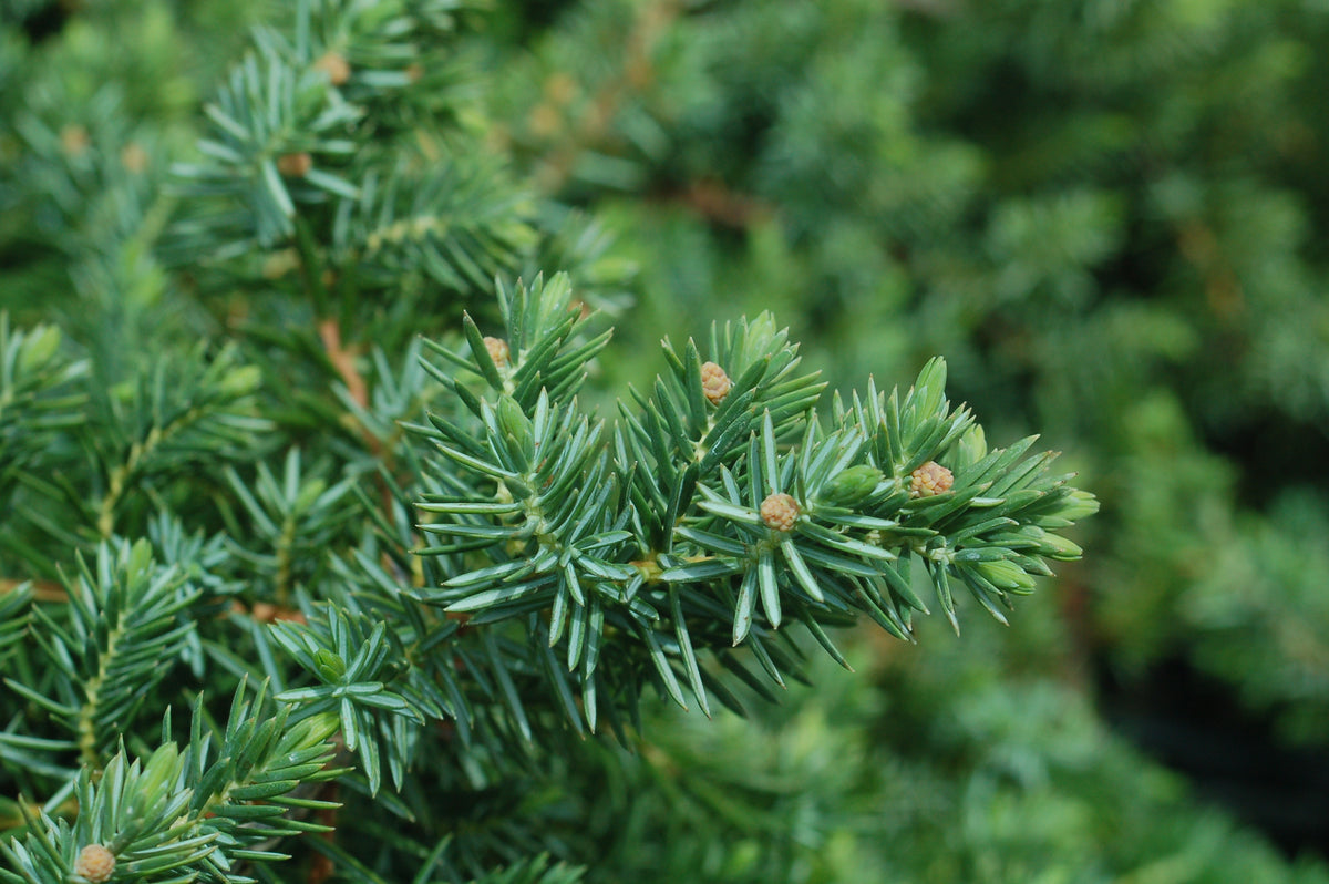 Blue Pacific Juniper (Juniperus conferta 'Blue Pacific')