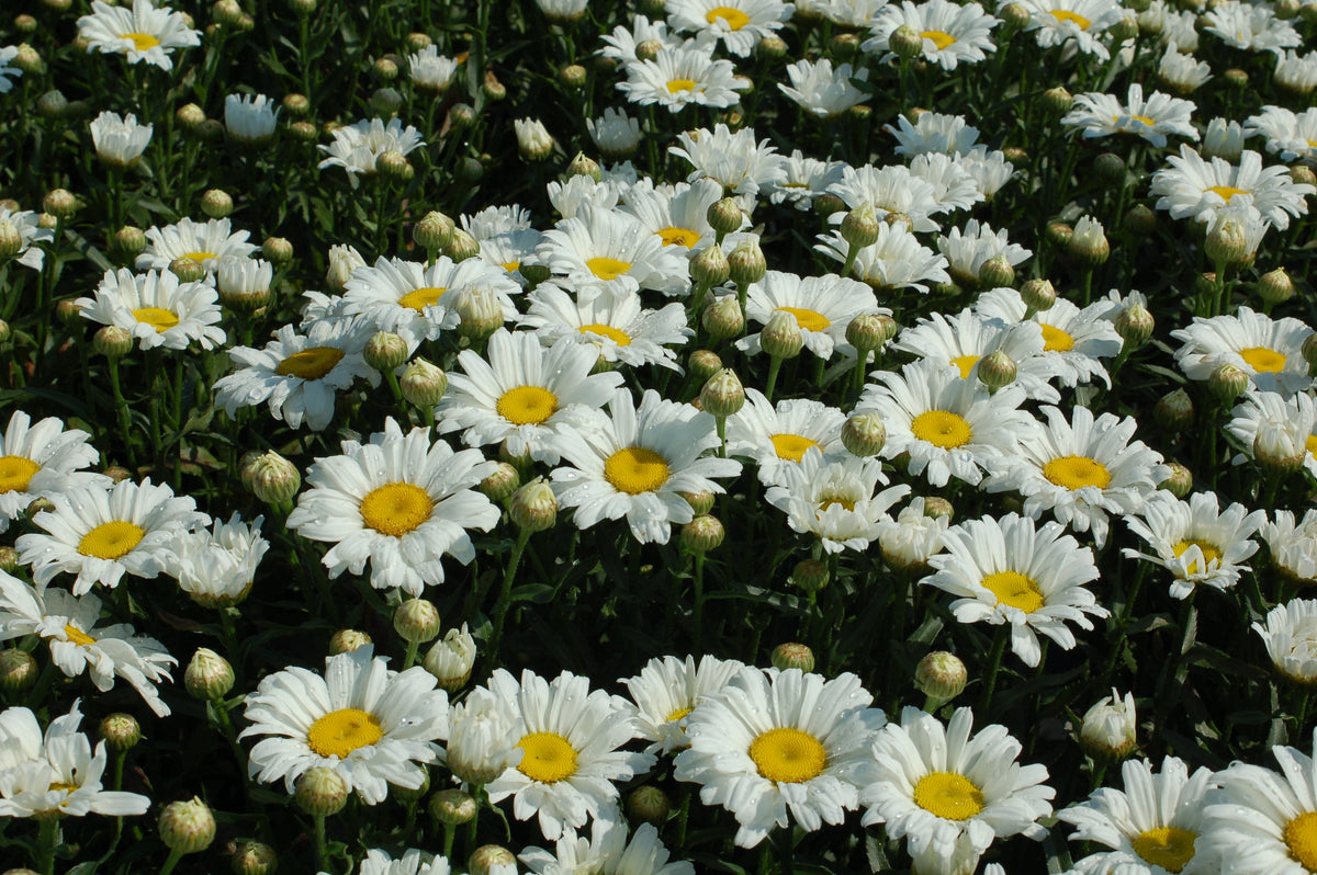 Amazing Daisies® Daisy May Shasta Daisy (Leucanthemum amazing daisies 'Daisy May')