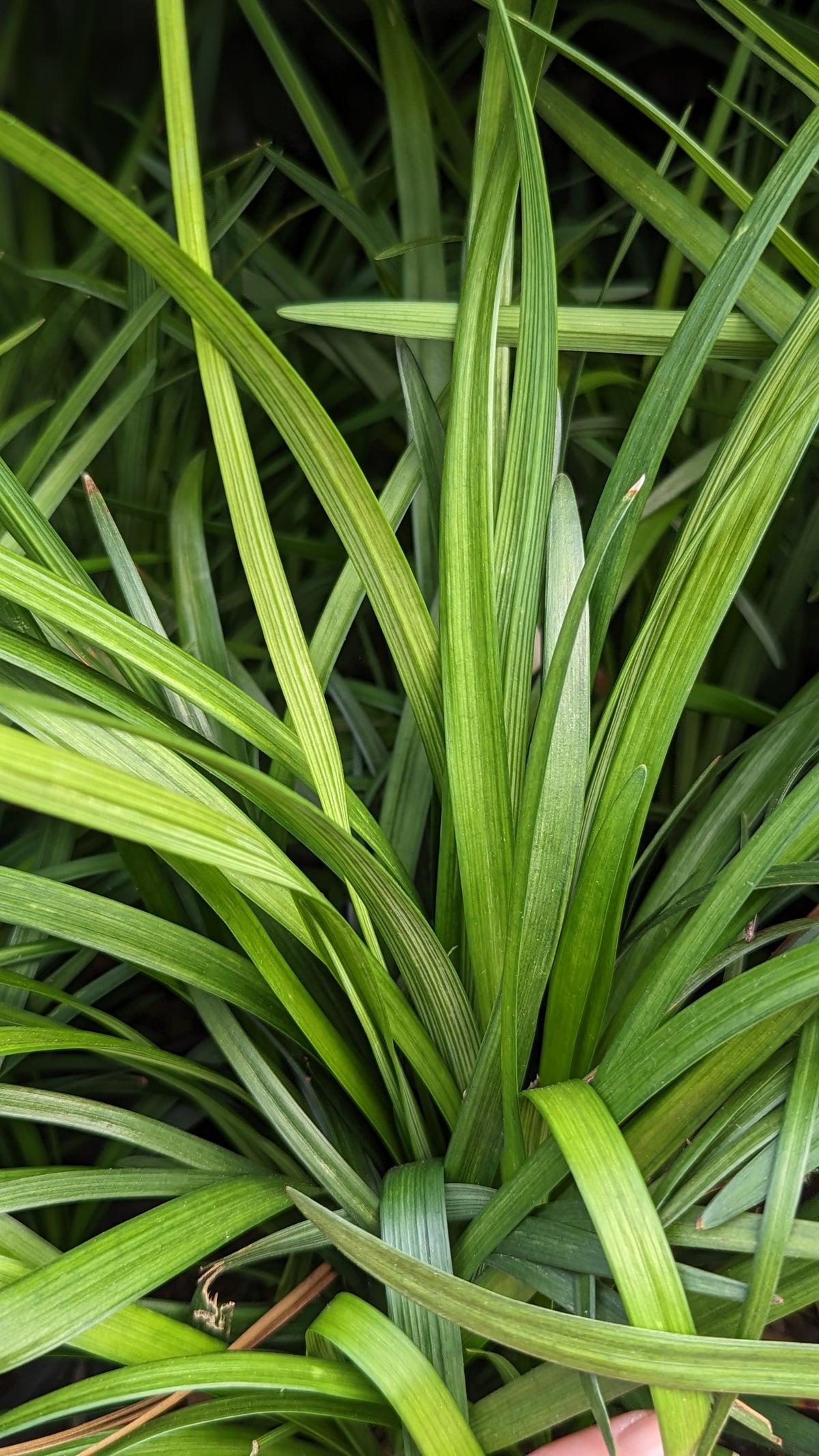 Lilyturf (Liriope spicata)