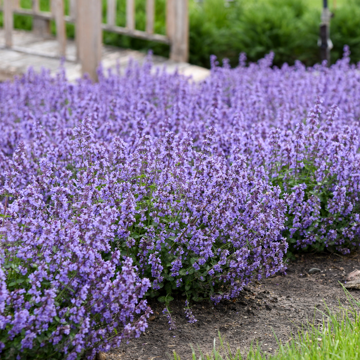 Cat's Pajamas Catmint (Nepeta 'Cat's Pajamas')
