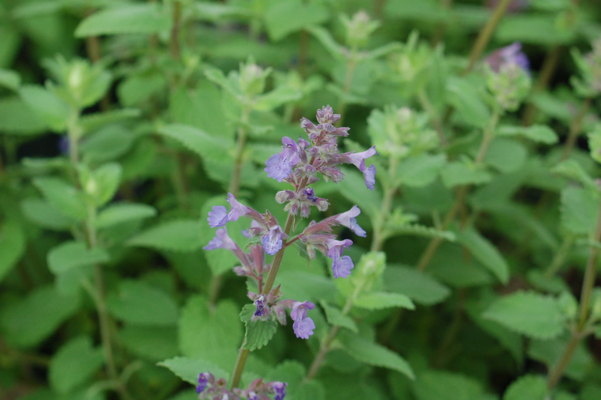 Blue Wonder Catmint (Nepeta mussinii 'Blue Wonder')