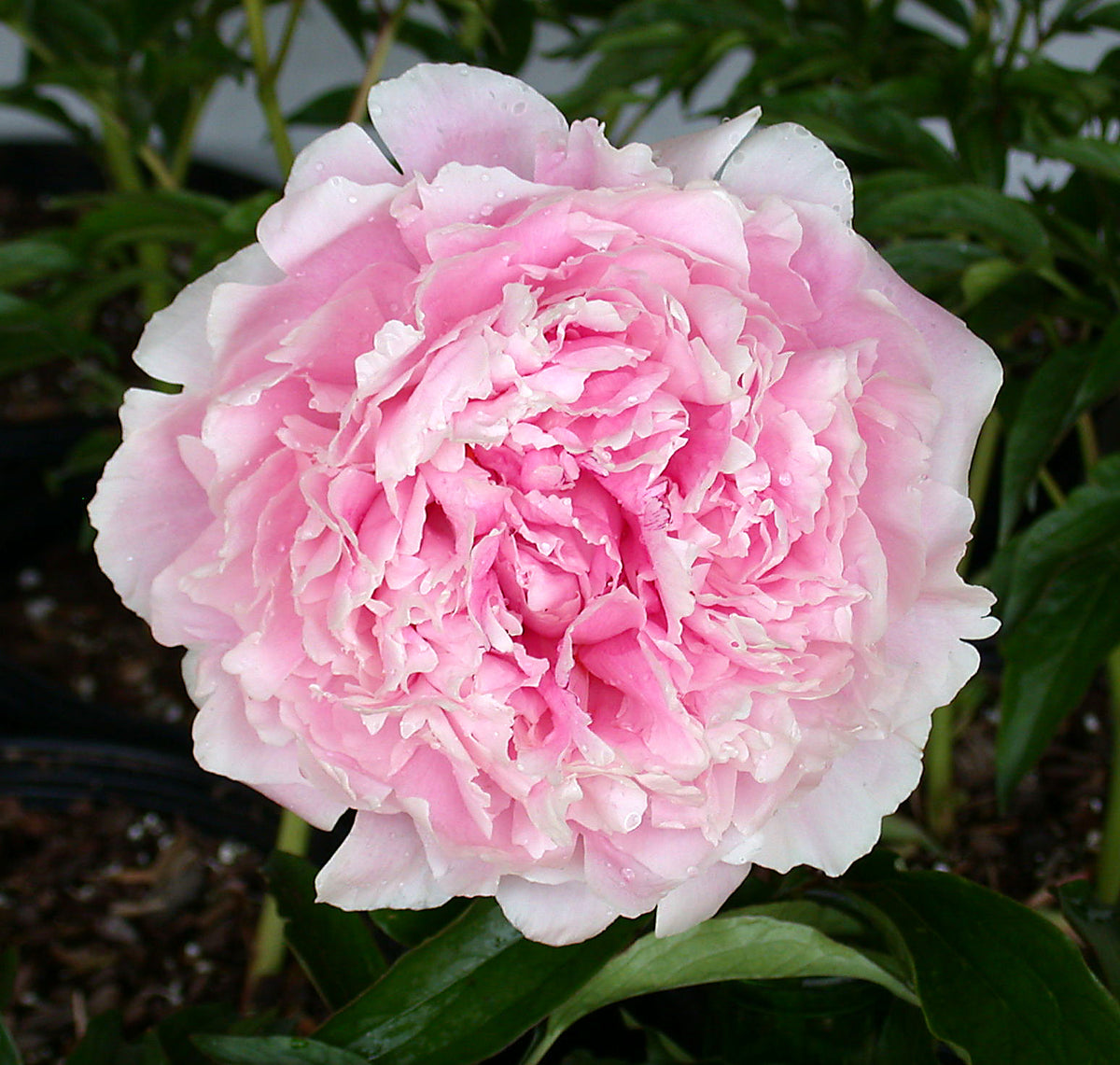 Sarah Bernhardt Peony (Paeonia lactiflora 'Sarah Bernhardt')