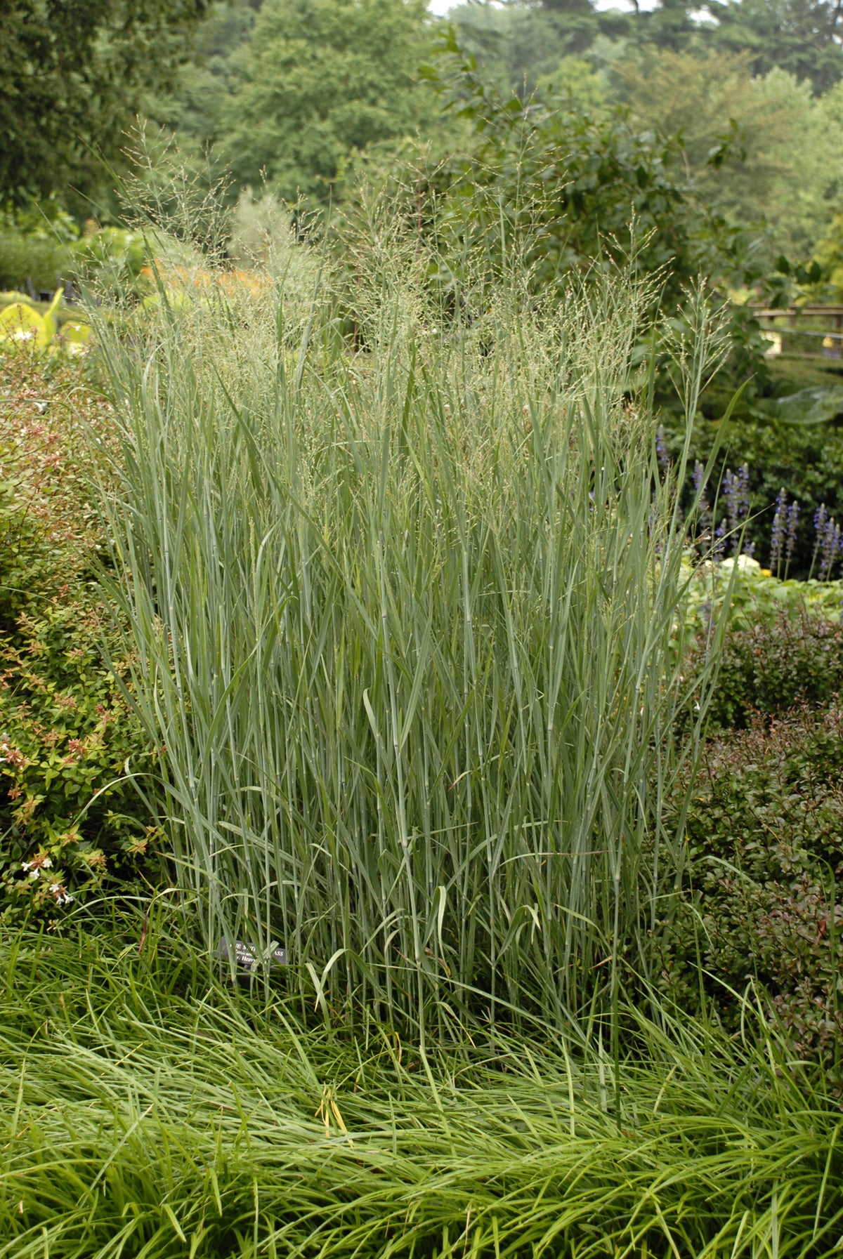 Heavy Metal Switch Grass (Panicum virgatum 'Heavy Metal')