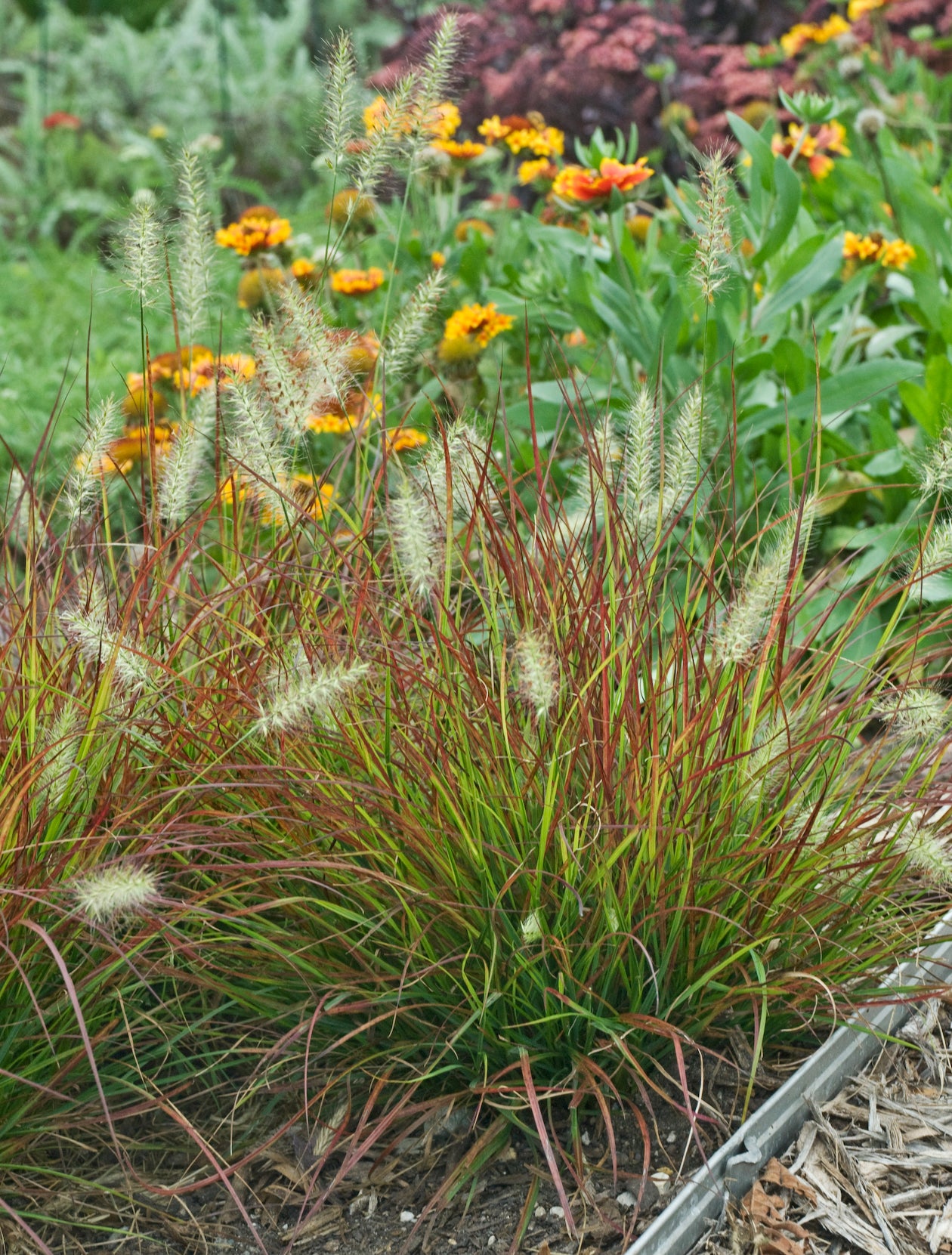 Burgundy Bunny | Fountain Grass