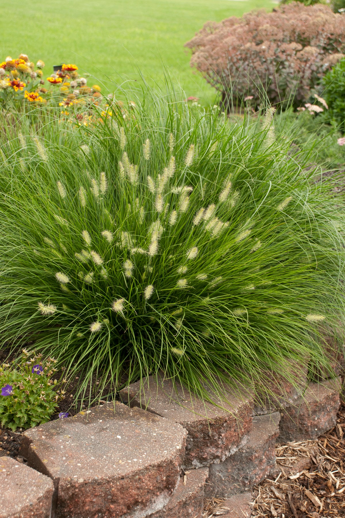 Little Bunny | Fountain Grass