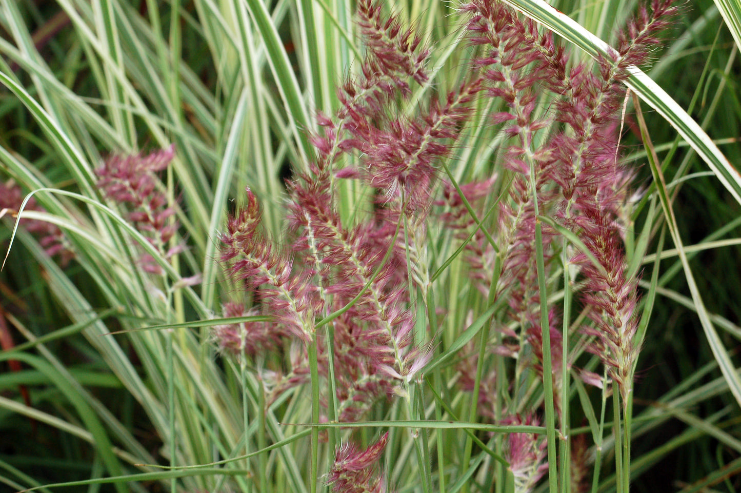 Karley Rose | Fountain Grass