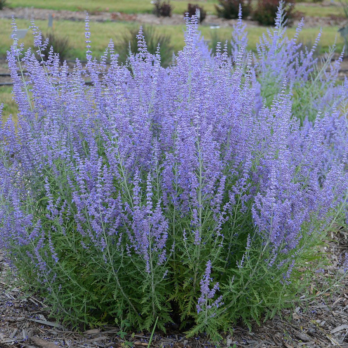 Blue Jean Baby | Russian Sage