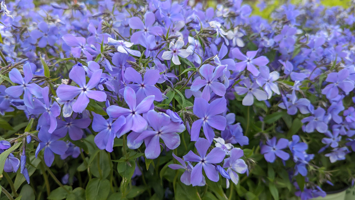 Blue Moon Woodland Phlox (Phlox divaricata 'Blue Moon')