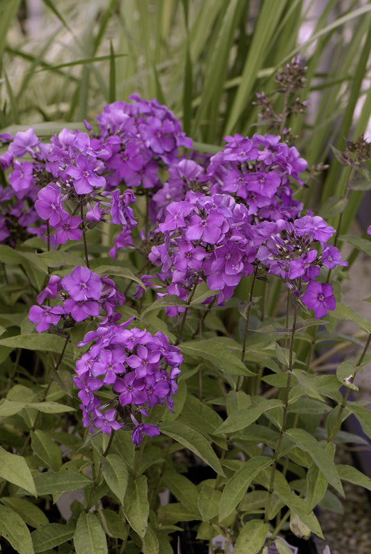 Luminary® Evening Glow Tall Garden Phlox - photo 2