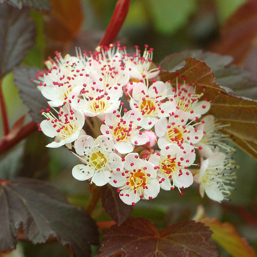 Summer Wine® | Ninebark