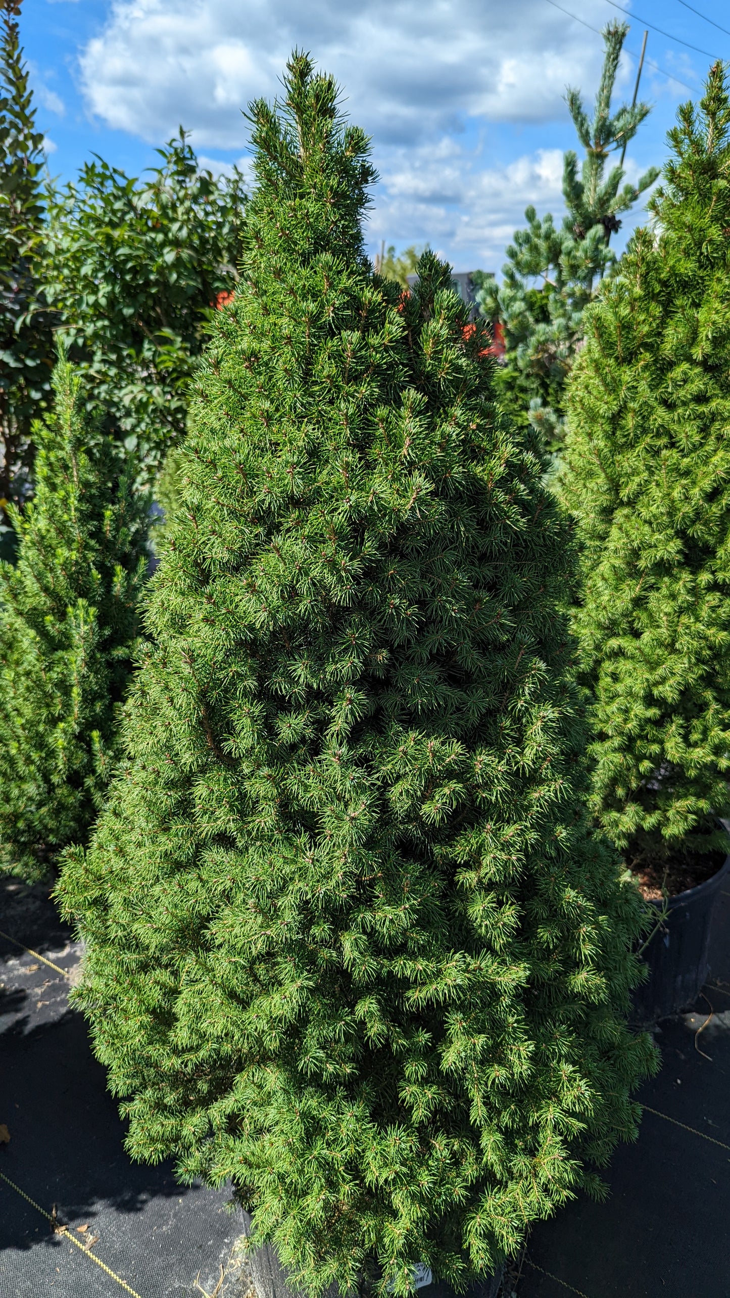 Dwarf Alberta Spruce