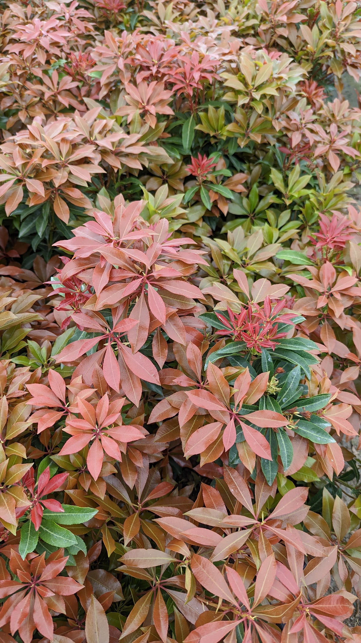 Mountain Fire Japanese Andromeda (Pieris japonica 'Mountain Fire')