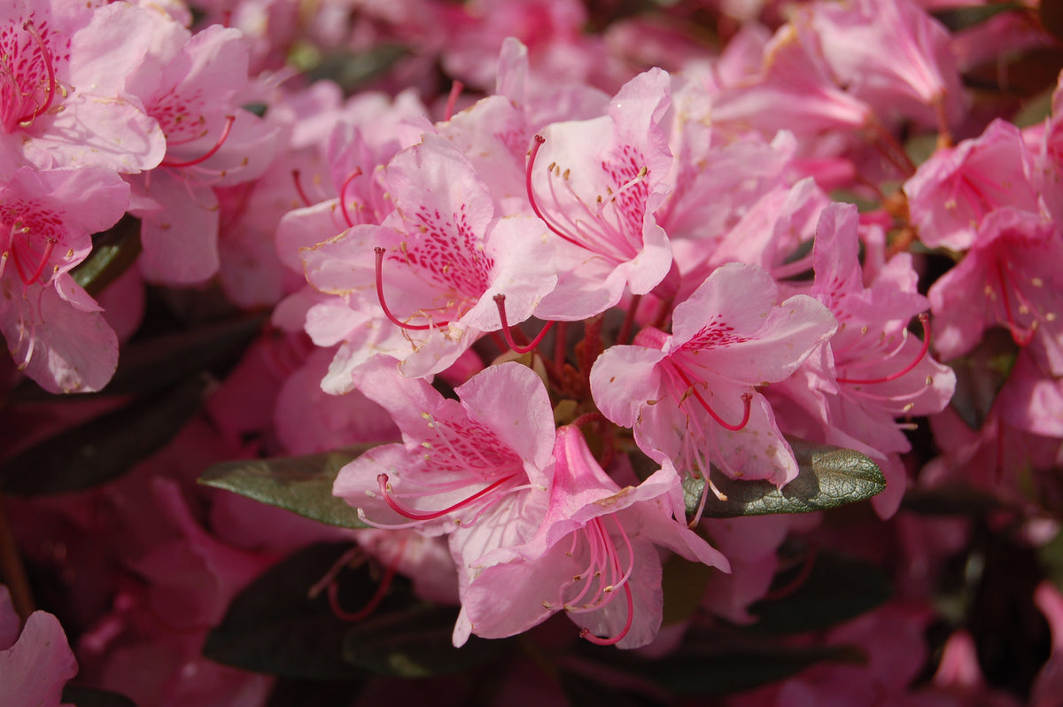 Aglo Rhododendron (Rhododendron x 'Aglo')