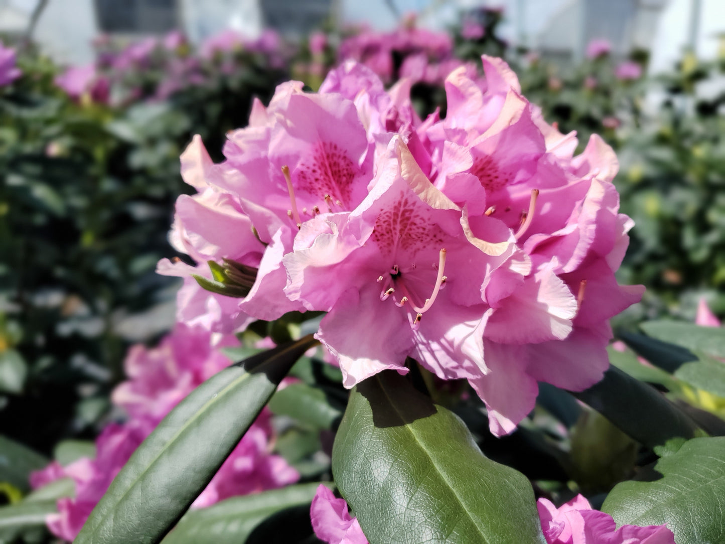 Roseum Elegans | Rhododendron