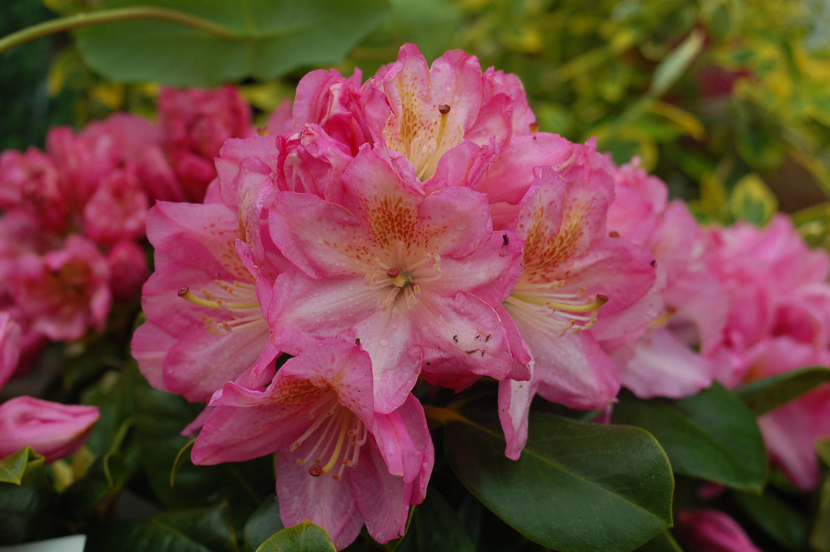 Scintillation Rhododendron (Rhododendron 'Scintillation')