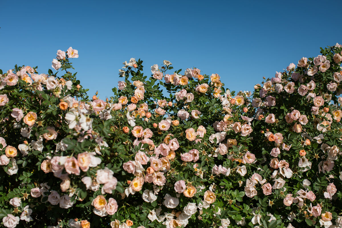 Above and Beyond™ Rose - photo 2