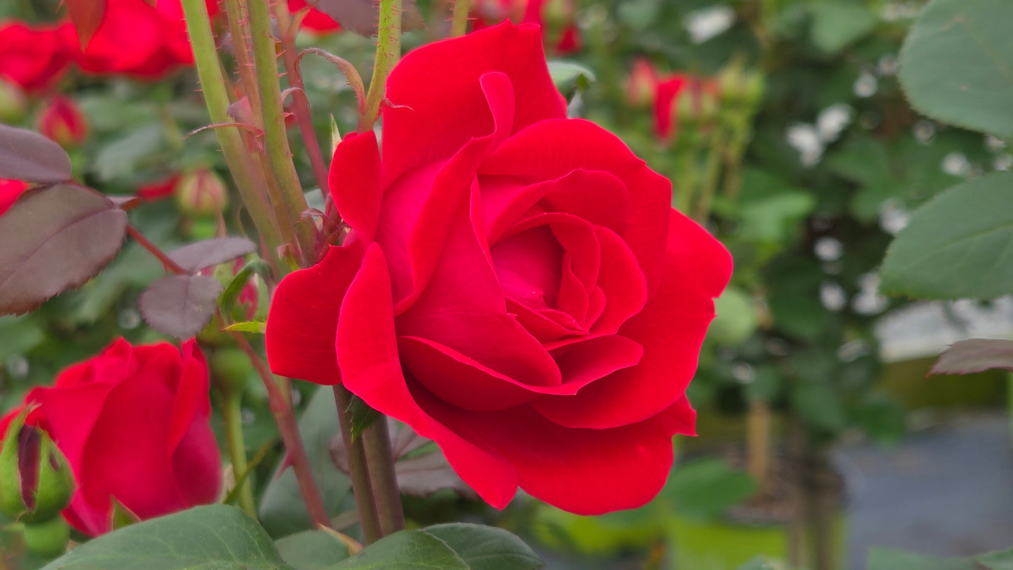Knock Out® Double | Rose
