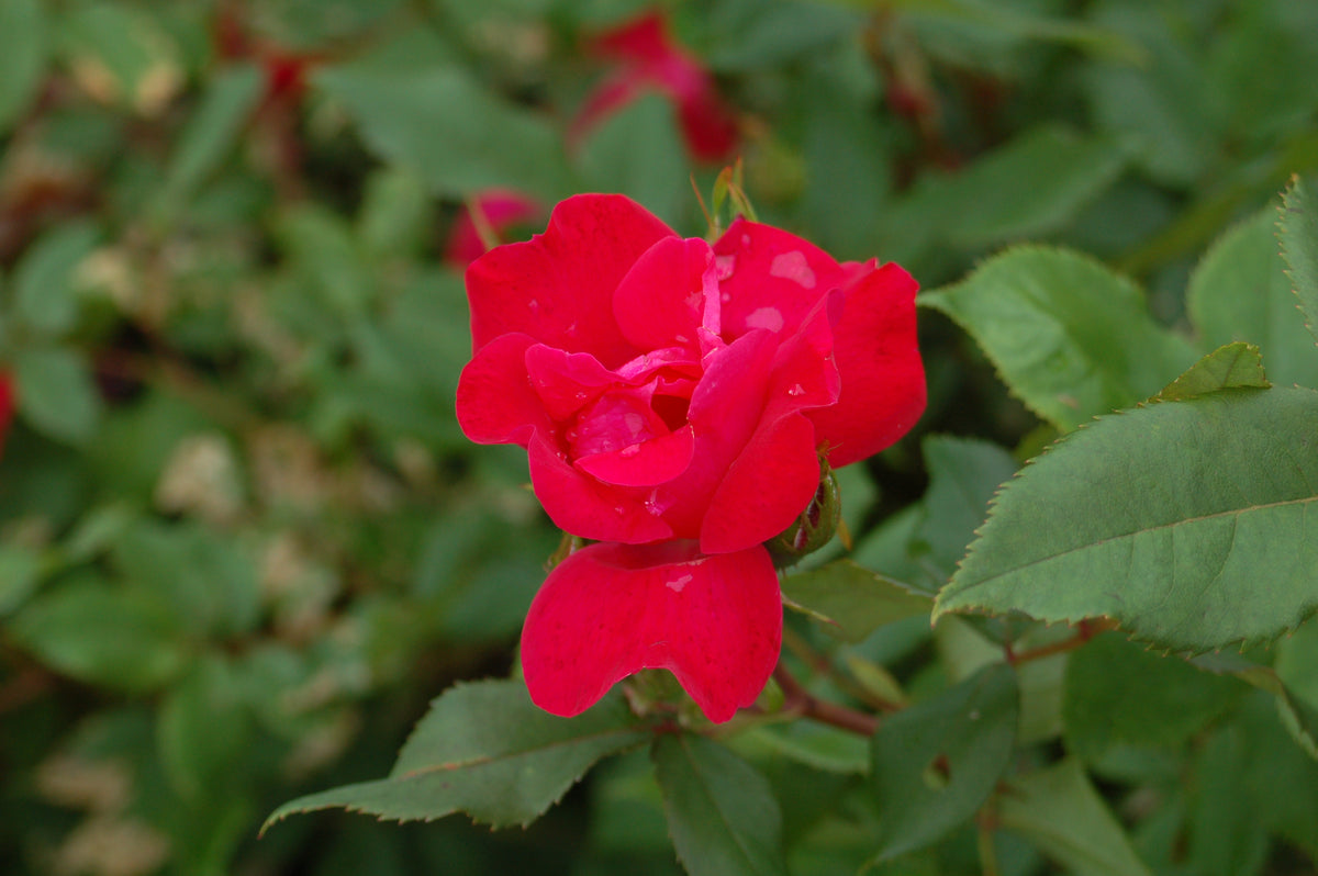 Knock Out® | Rose