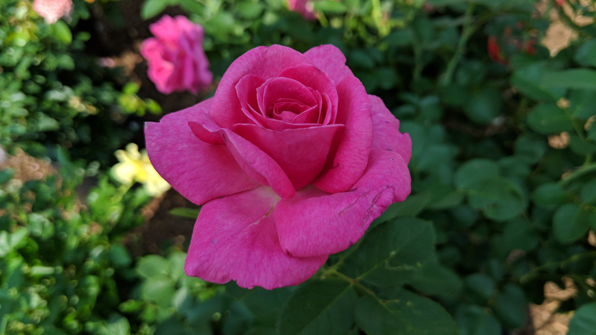 True Gratitude | Climbing Rose
